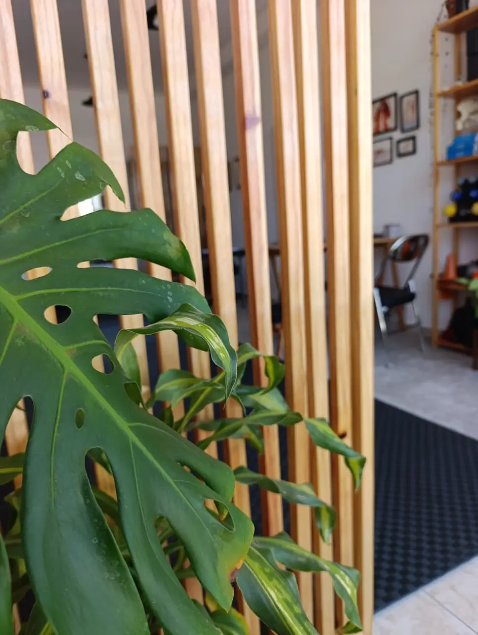 Detalle de planta Monstera junto al separador de madera del centro Karün.